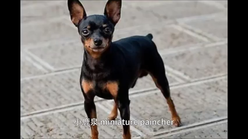 小鹿犬