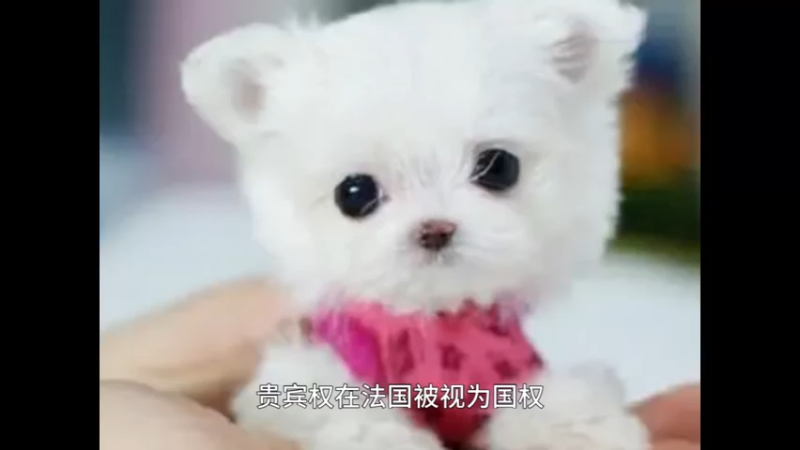 贵宾犬
