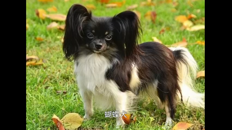 蝴蝶犬