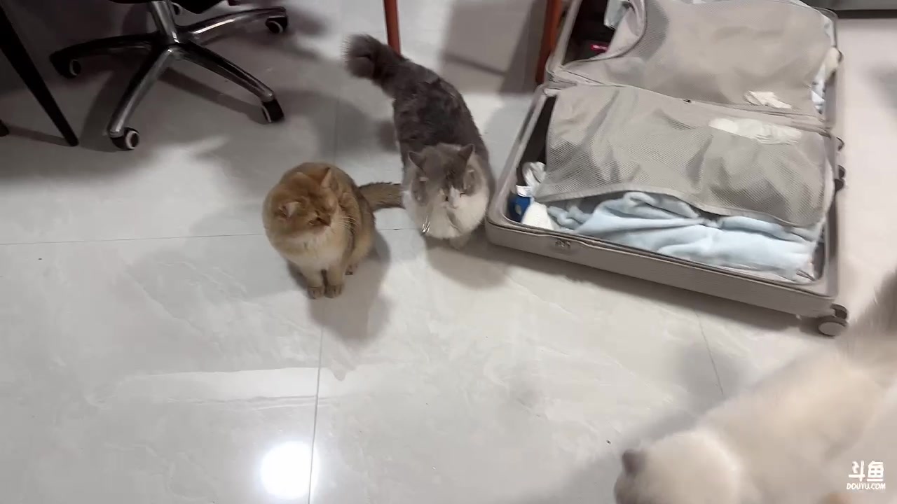 【2023-01-29 00点场】DYG萧玦：新年快乐乐 88805