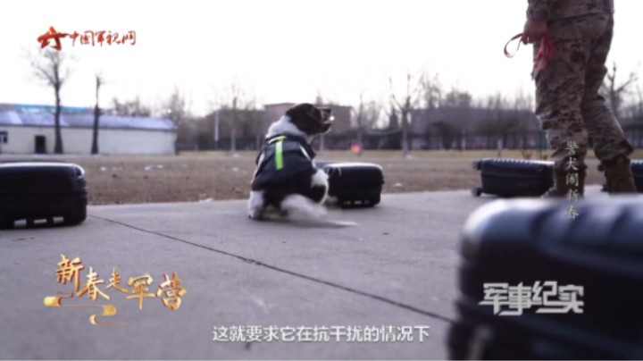 “跑酷达犬”雷厉风行 迅速跨越7处障碍