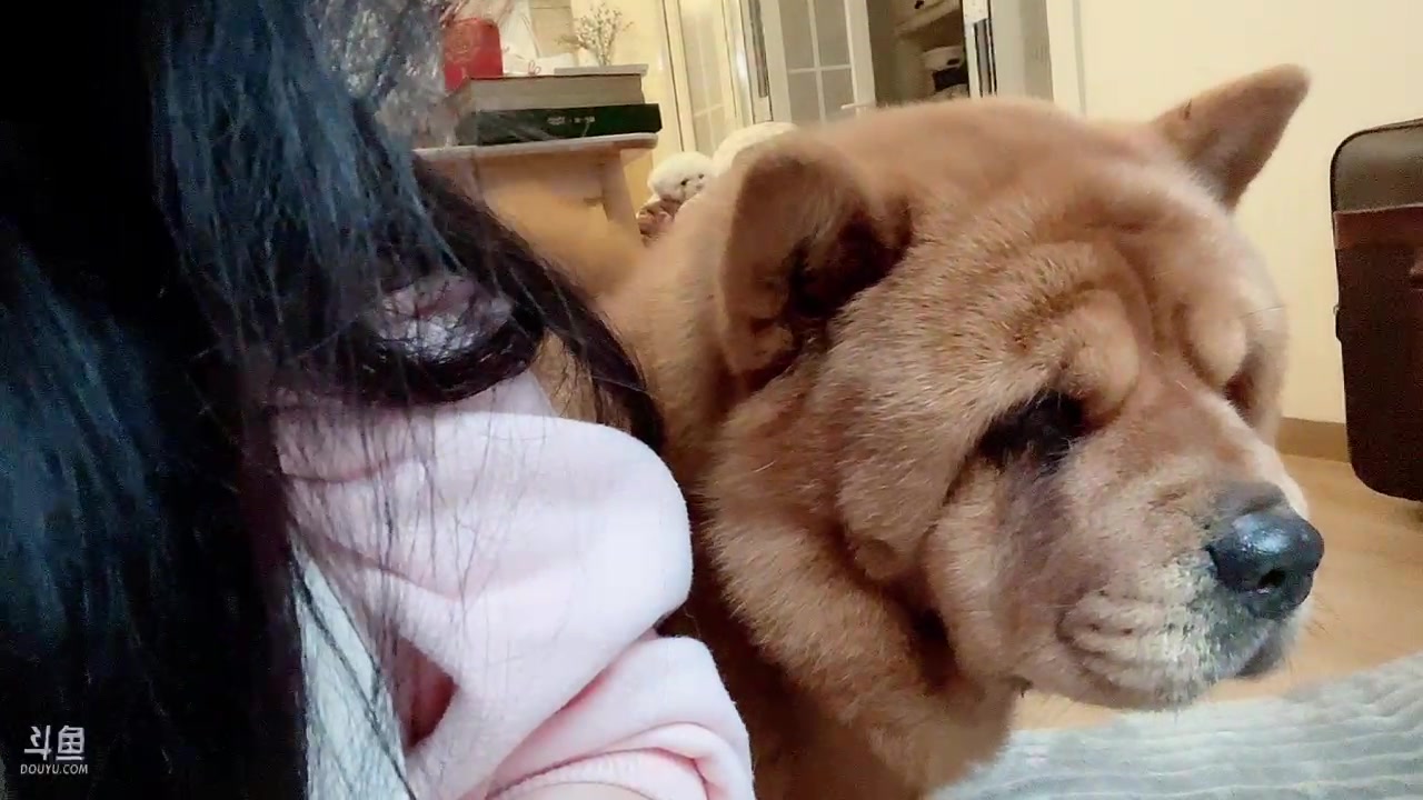【2023-02-04 16点场】晒网的慧儿呀：待会播播动物园吧要做个快乐的小狗~