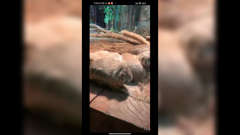 动物园里的豚鼠真是可爱啊