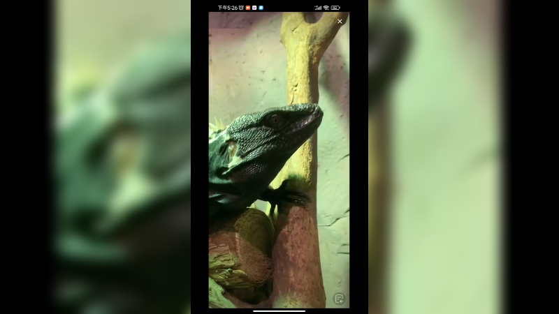 动物园这个动物是什么呢，蜥蜴和乌龟的结合体啊