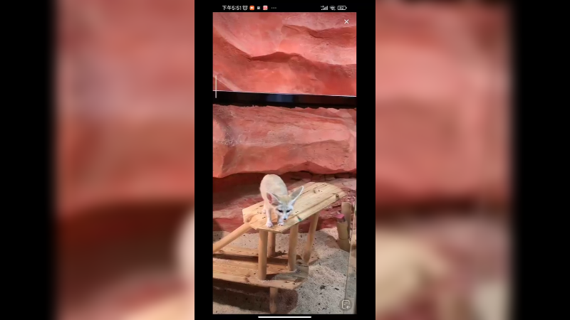 这沙漠狐狸挺可爱的啊