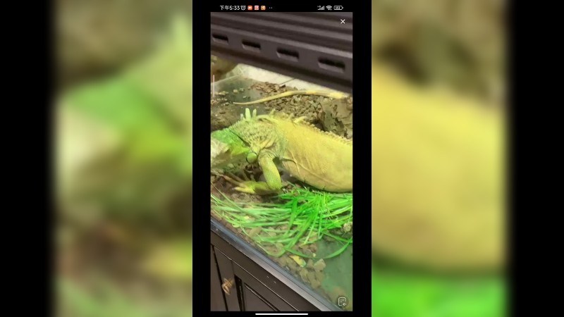 来自东北的傻狍子好呆萌