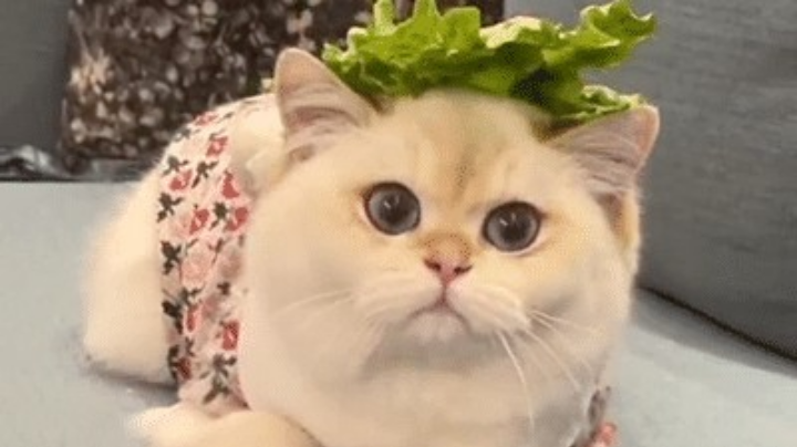 阿里嘎多美羊羊桑