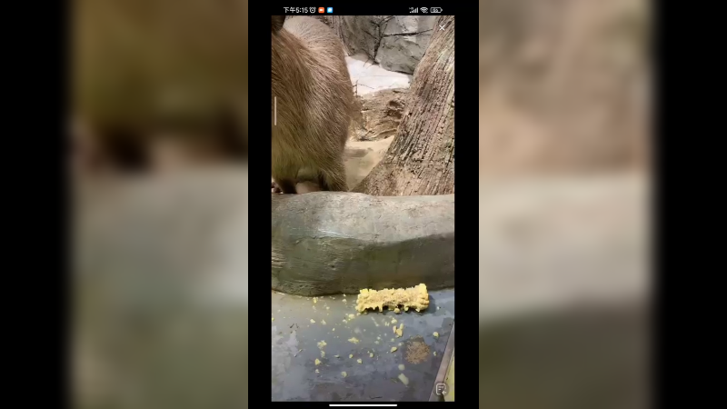 动物园里的鸭鸭吃玉米真可爱啊