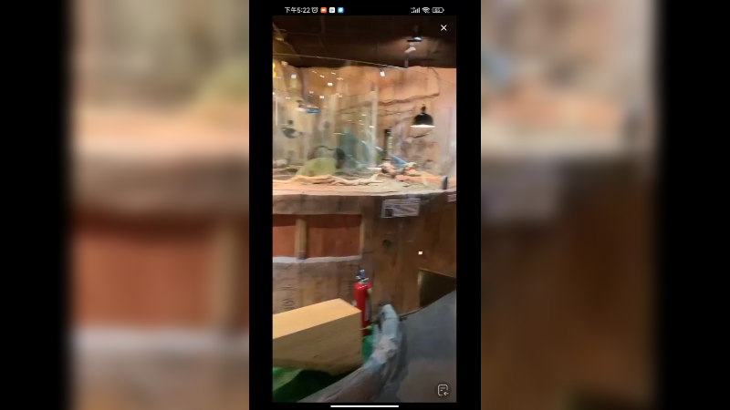 动物园里看豚鼠好可爱啊，真有趣