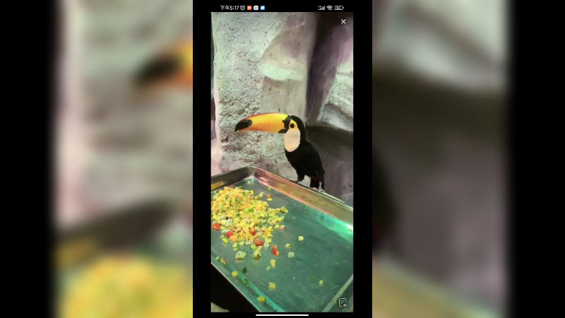 这食人鱼养的那么大，都不像普通的食人鱼