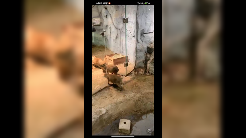 喂豚鼠吃东西还是很有意思