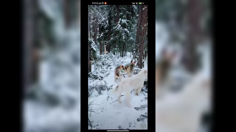 新疆西北和几只狗一起欣赏雪景，别有一番趣味