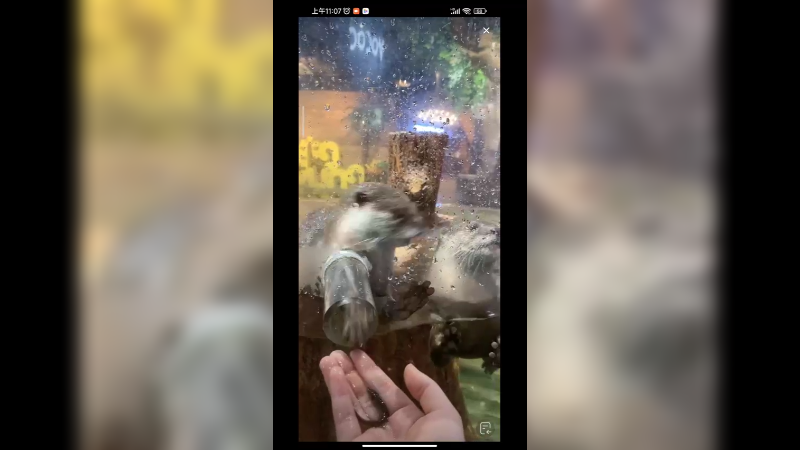 水獭身手拿泥鳅好可爱