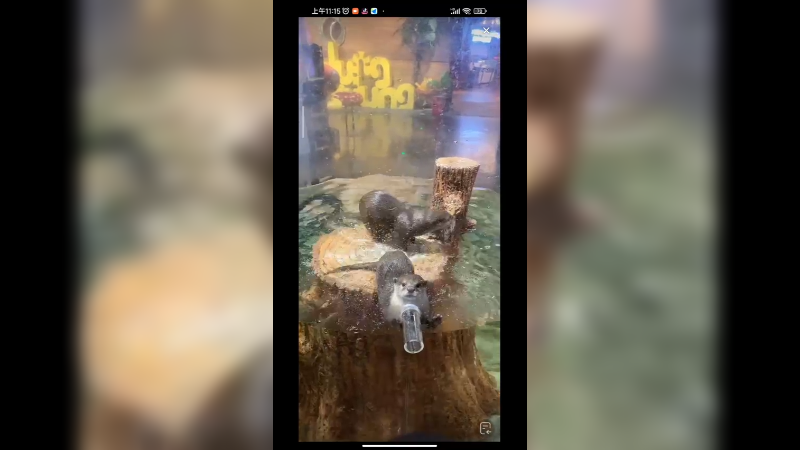 水獭真是喜欢吃东西，很喜欢吃泥鳅啊