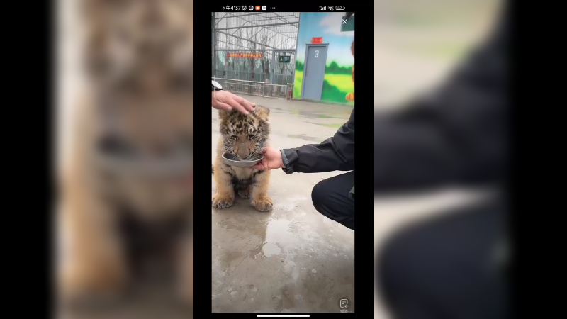 小老虎好调皮啊，很喜欢和园长玩耍