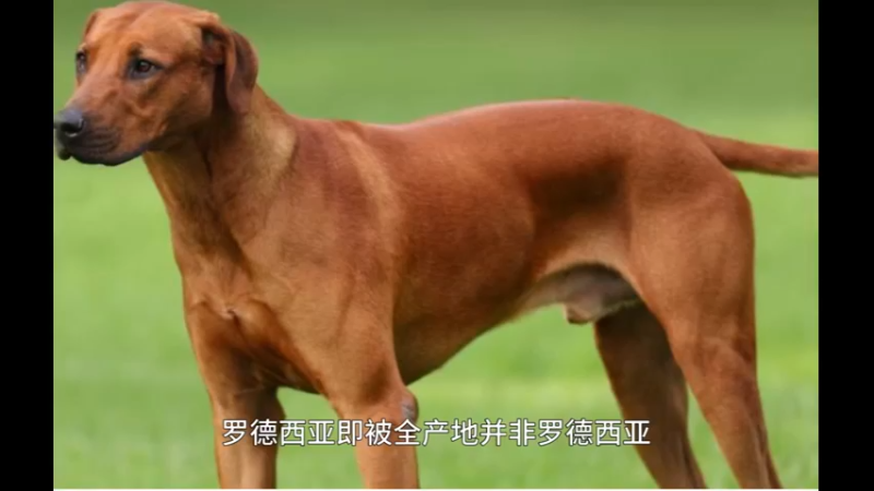 罗得西亚脊背犬
