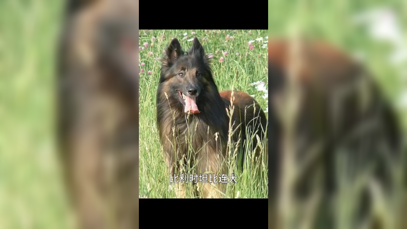 比利时坦比连犬