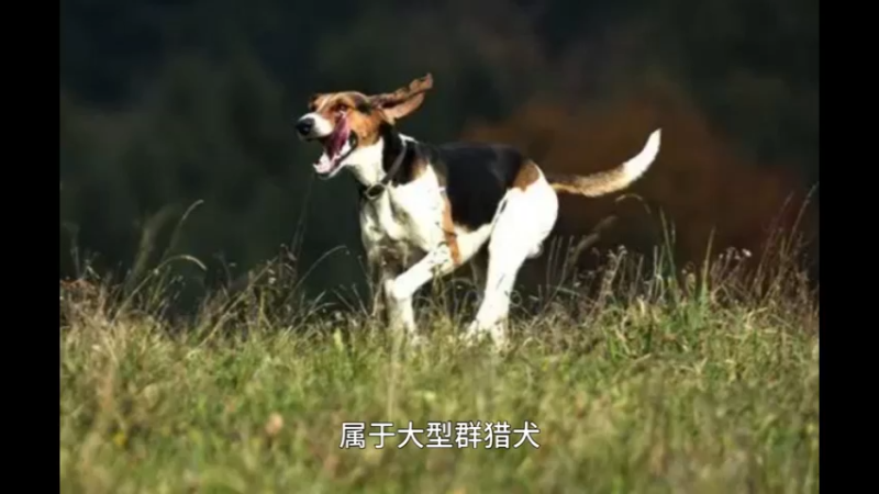 法国三色犬