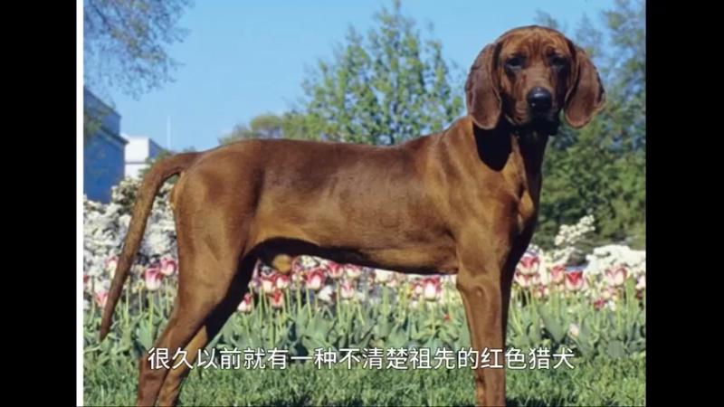 瑞德朋猎浣熊犬
