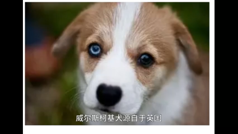 威尔斯科基犬