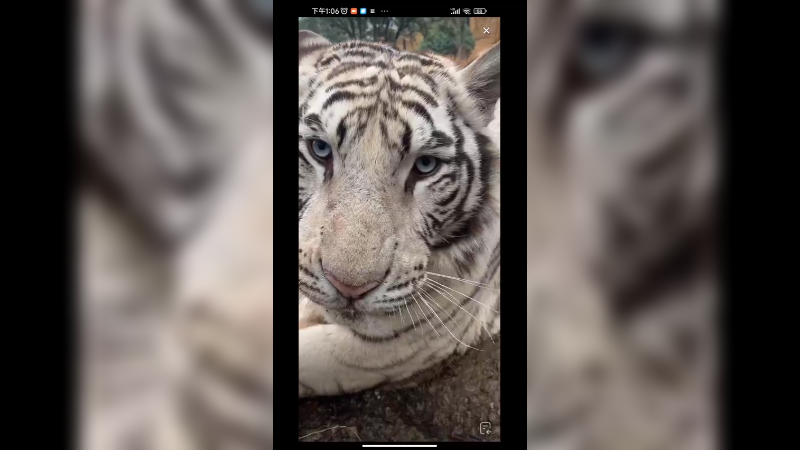 白虎很好看，两只母老虎和睦相处