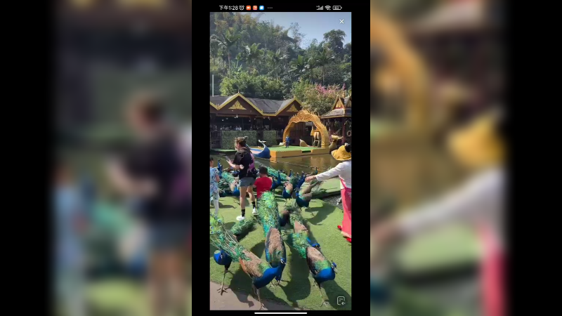 来云南西双版纳看孔雀啊