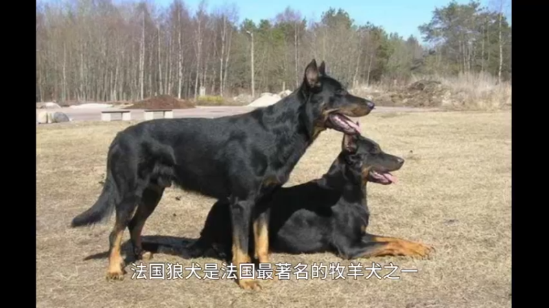 法国狼犬