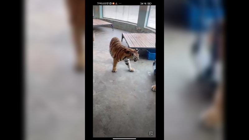 大哥在房间里和两只老虎玩耍，可爱啊