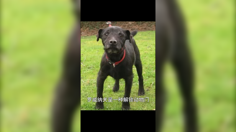 帕特大勒梗犬