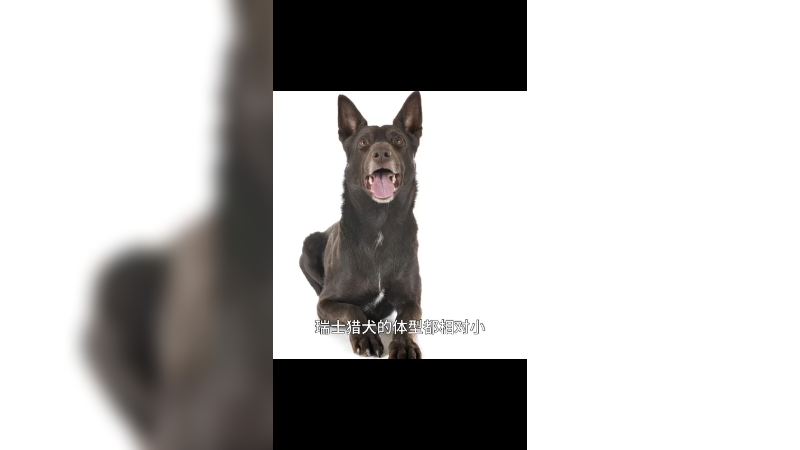 瑞士猎犬