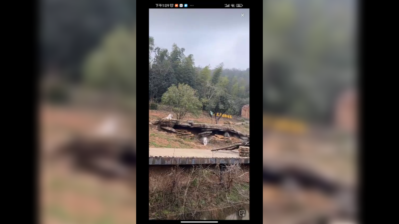 公的白虎在对面等着吃东西