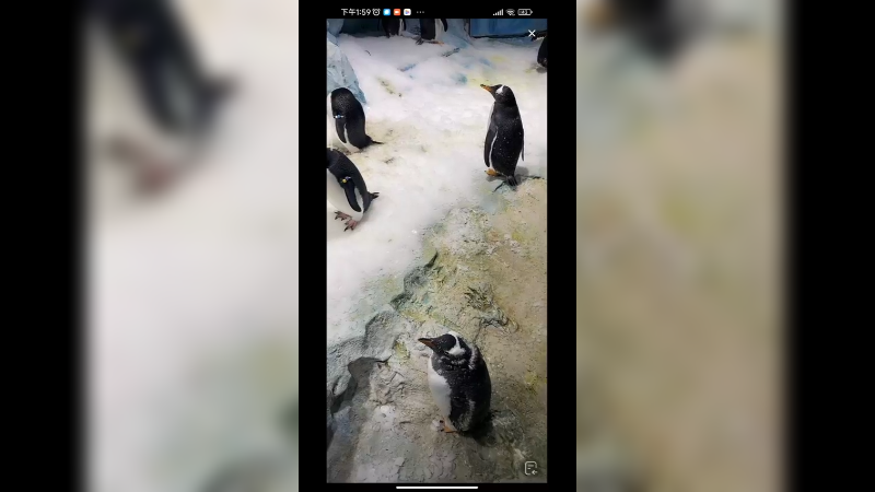 在动物园看企鹅，好可爱啊
