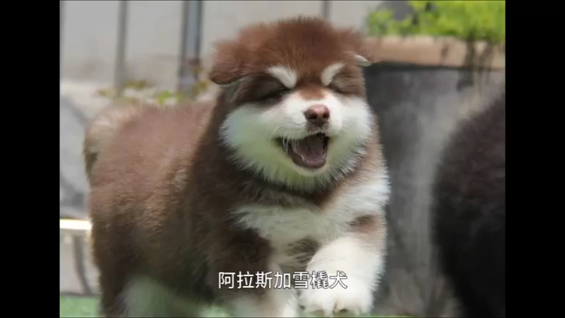 阿拉斯加雪橇犬