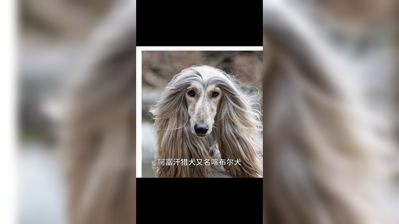 阿富汗猎犬