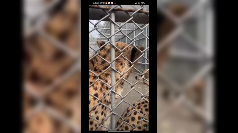 在动物园看猎豹，好呆萌