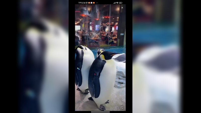 企鹅站着发呆也好可爱，帝企鹅好大