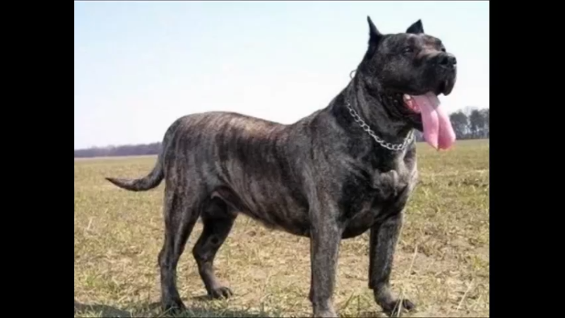 加纳利犬