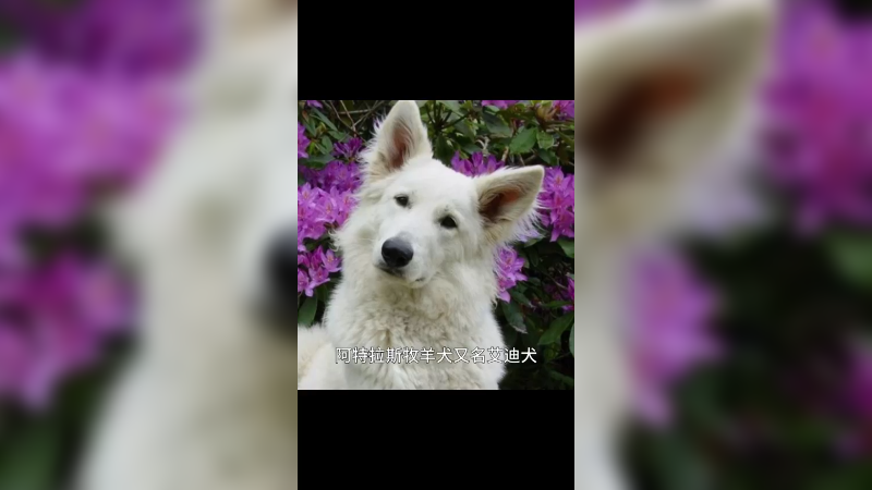 阿特拉斯牧羊犬
