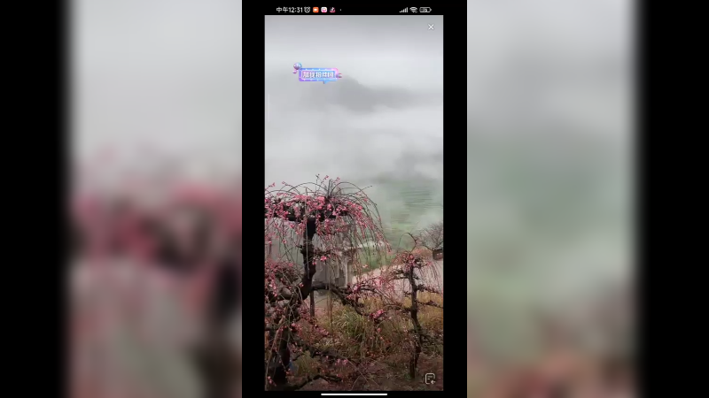 来外面看风景了，花开了