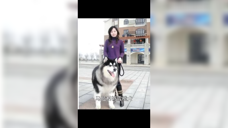 马拉摩特雪橇犬