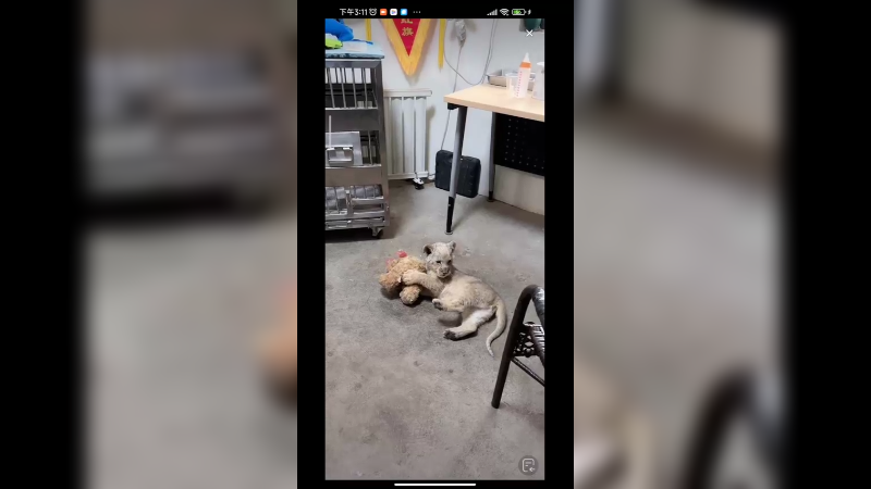 小狮子小时候还是很呆萌的