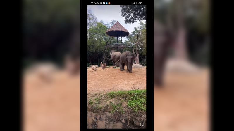 大象真喜欢吃香蕉