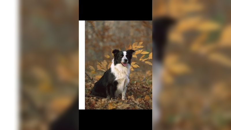 伊斯特拉牧羊犬