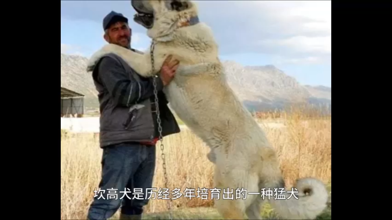 土耳其猛犬