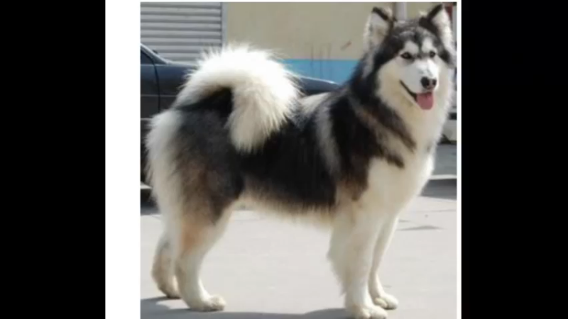 阿拉斯加克利凯犬