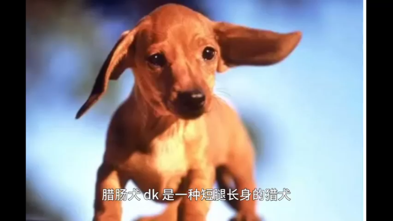 腊肠犬2