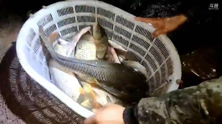 肖哥和兄弟们抓鱼从白天到天黑，好多鱼，美滋滋