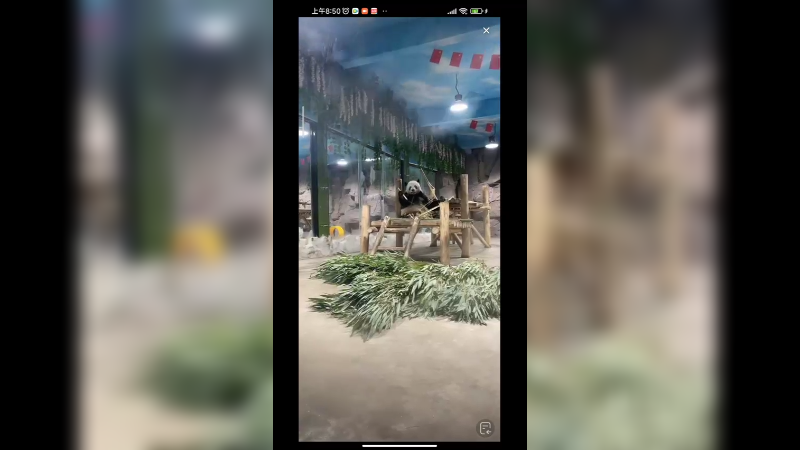 洛阳动物园里的大熊猫一只大熊猫就一个大房间，好幸福