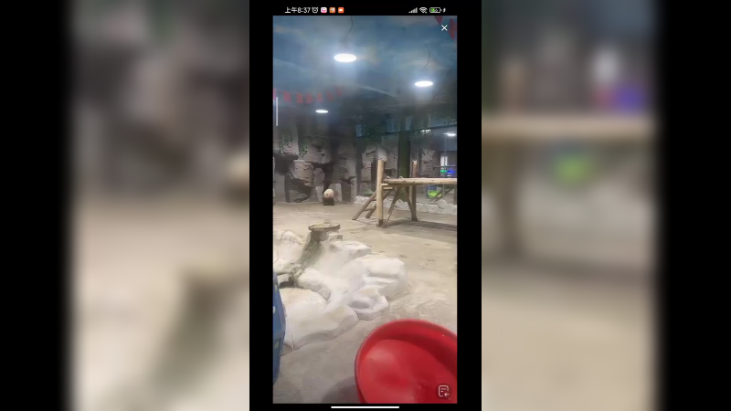 大熊猫吃饱了就来回走动促进消化，它很聪明