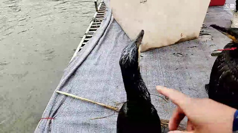 【户外】微山湖捕鱼武工队的精彩时刻 20230213 14点场